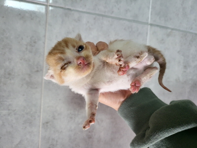 보호중 한국 고양이…