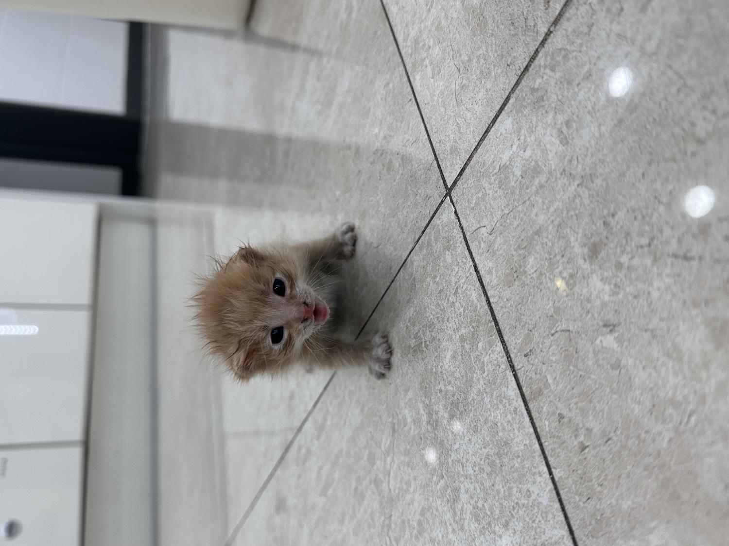 보호중 한국 고양이…
