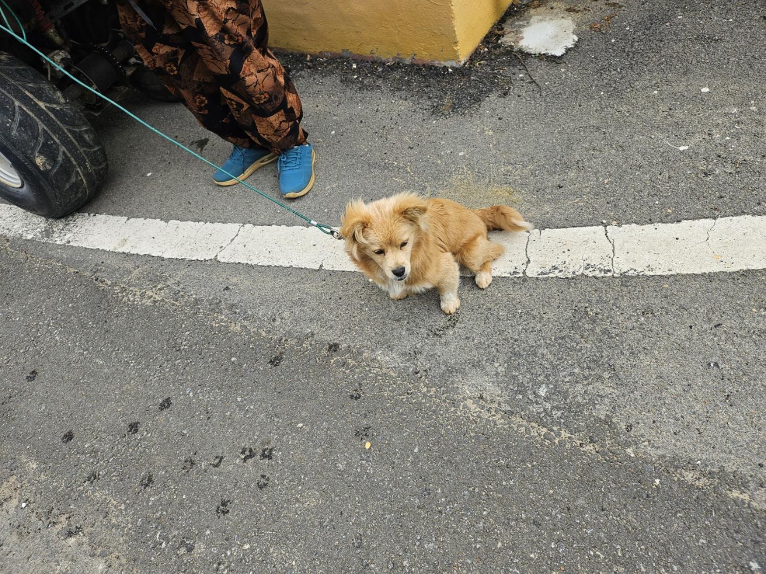 고흥군임시보호센터_446488202400104