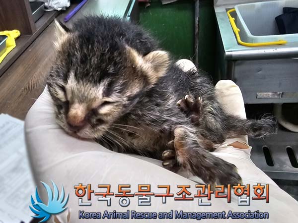 한국동물구조관리협회_411306202400383
