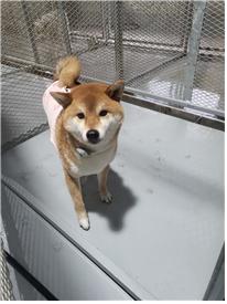 (사)하얀비둘기_426339202400149