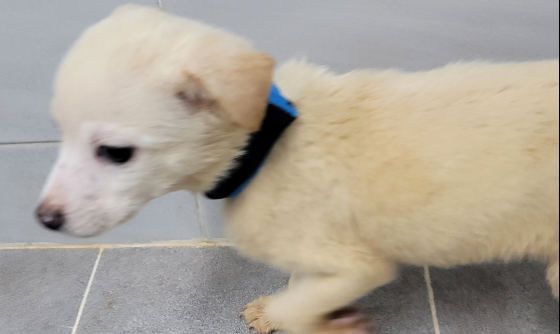 영천유기동물보호센터_447510202400398
