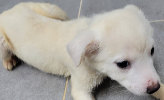 영천유기동물보호센터_447510202400397