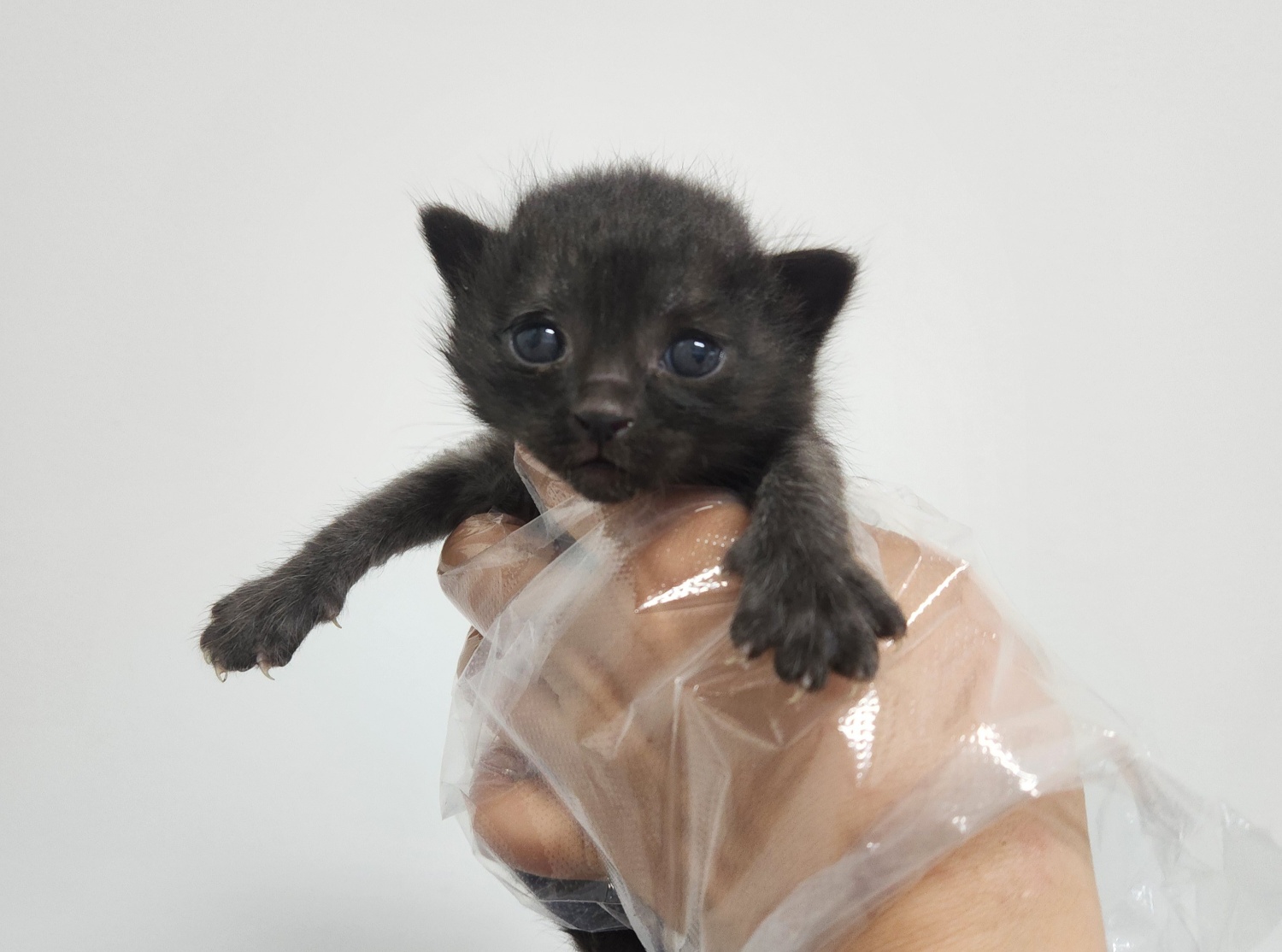 광주TNR동물병원송정_441554202400924