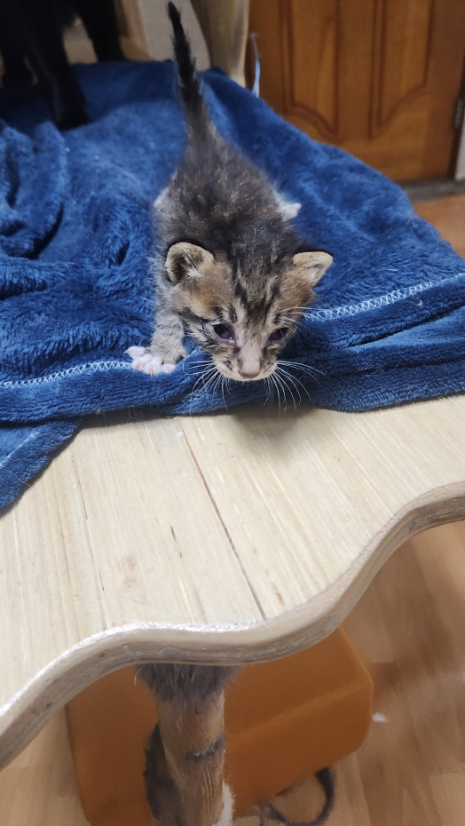 익산유기동물보호소_445468202401223