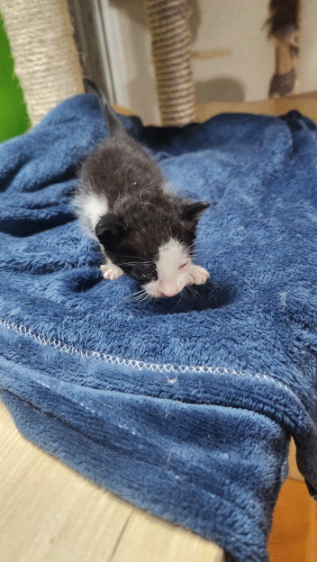 익산유기동물보호소_445468202401226