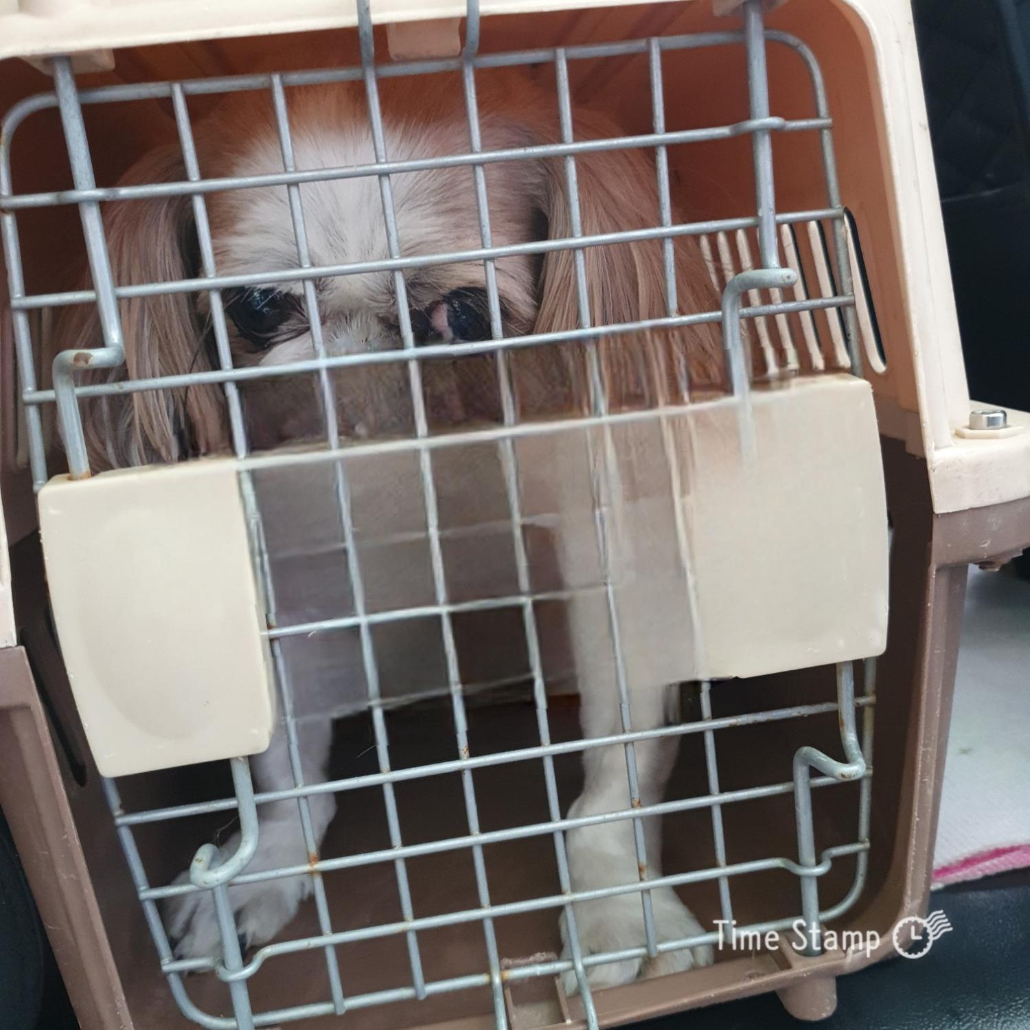 울산유기동물보호센터_431372202400213