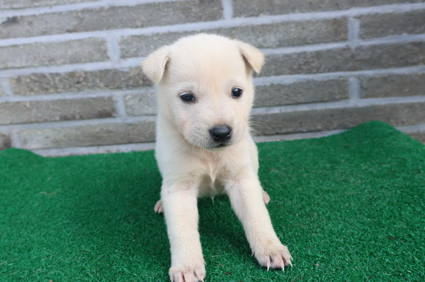 제주 동물보호센터_450650202401376