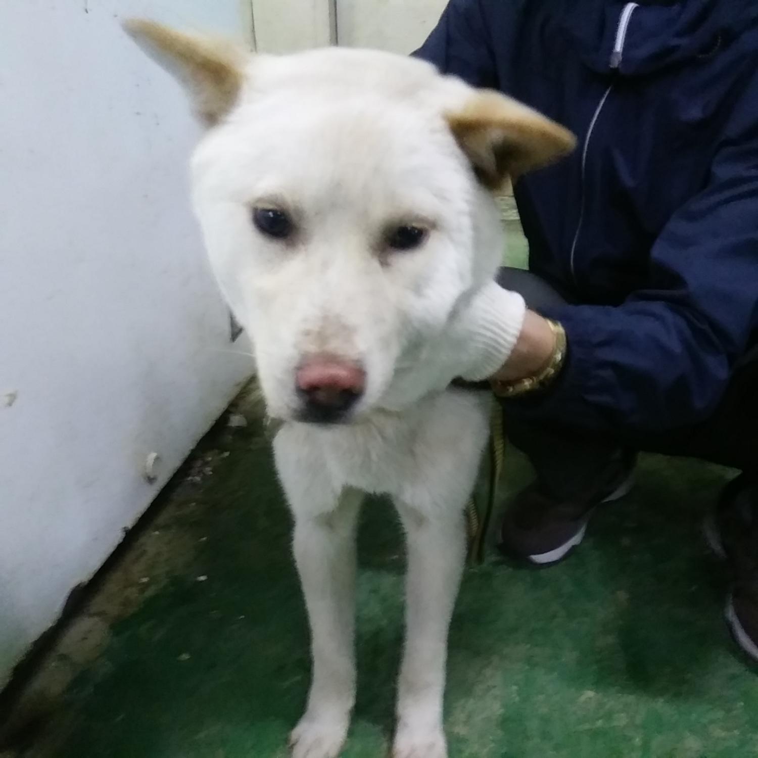인천광역시수의사회_428351202400334