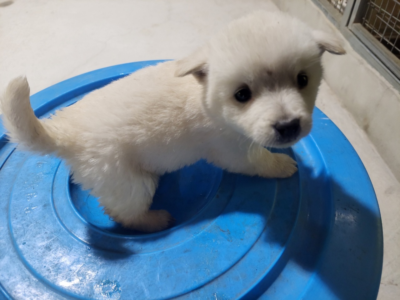 고흥군임시보호센터_446488202400119
