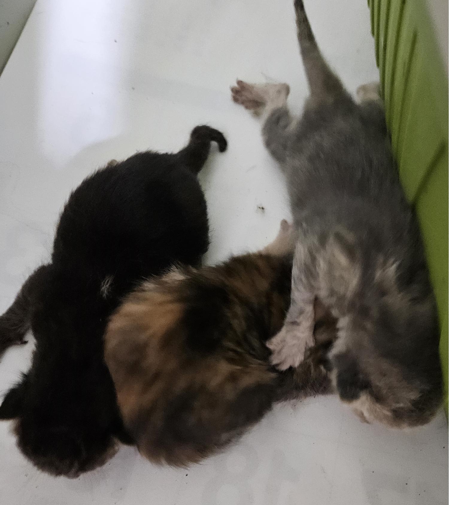 대구유기동물보호협회_427345202400206