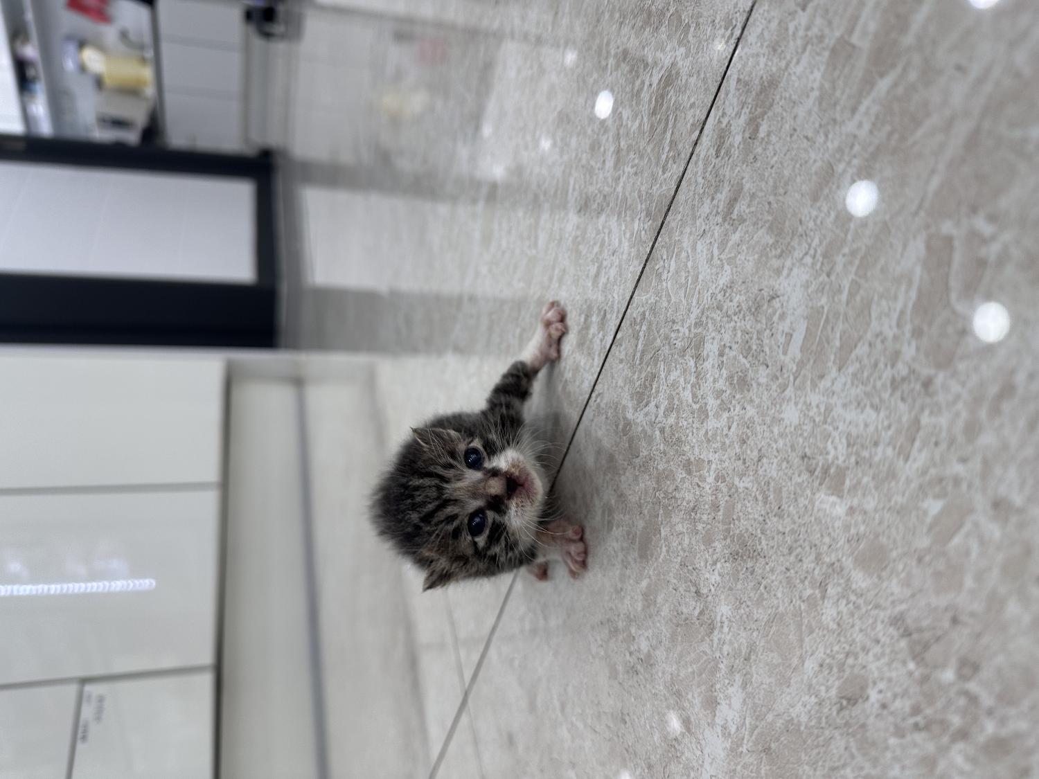 현풍동물병원_427348202400482
