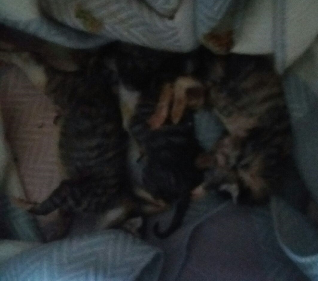 대구유기동물보호협회_427344202400141