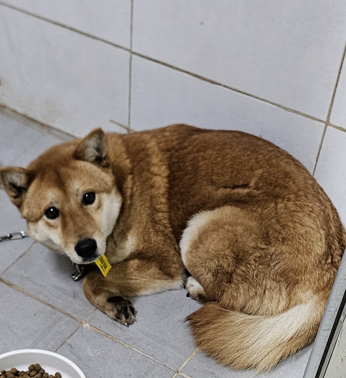 대구유기동물보호협회_427345202400207