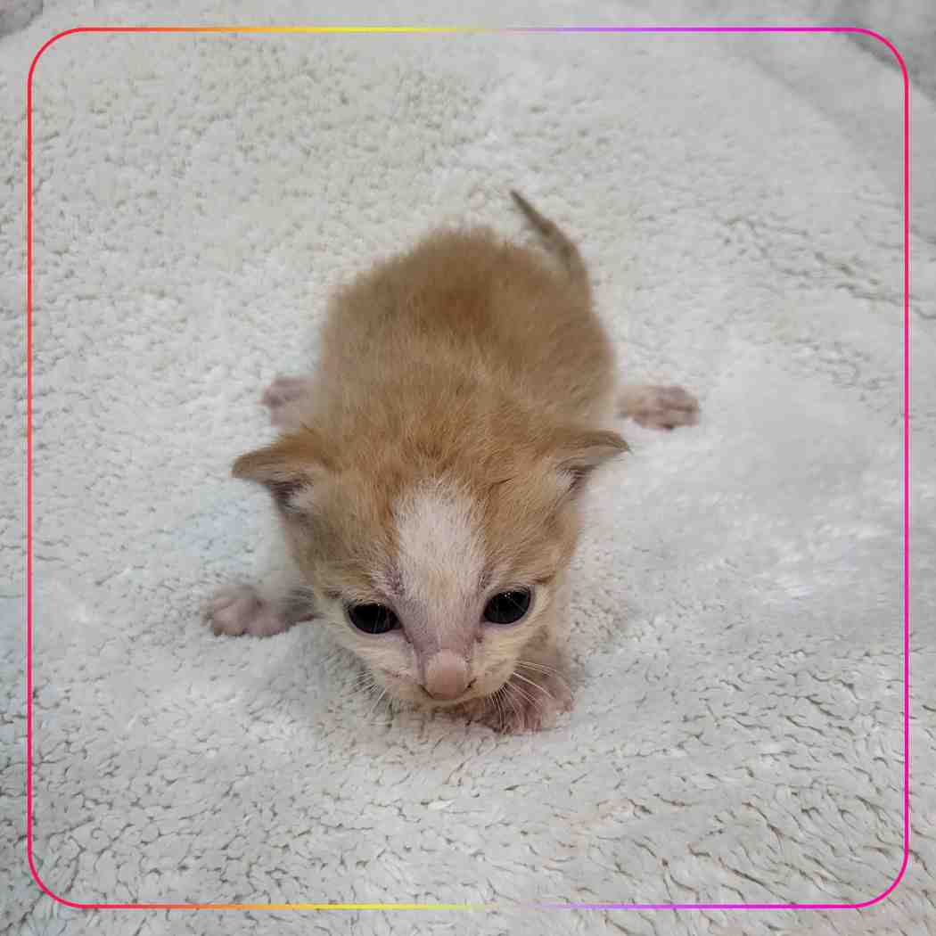군산유기동물보호센터_445467202400821