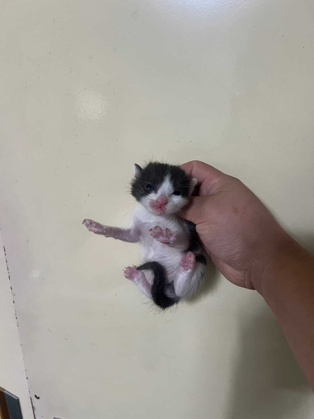 부산동물보호센터_426325202400085