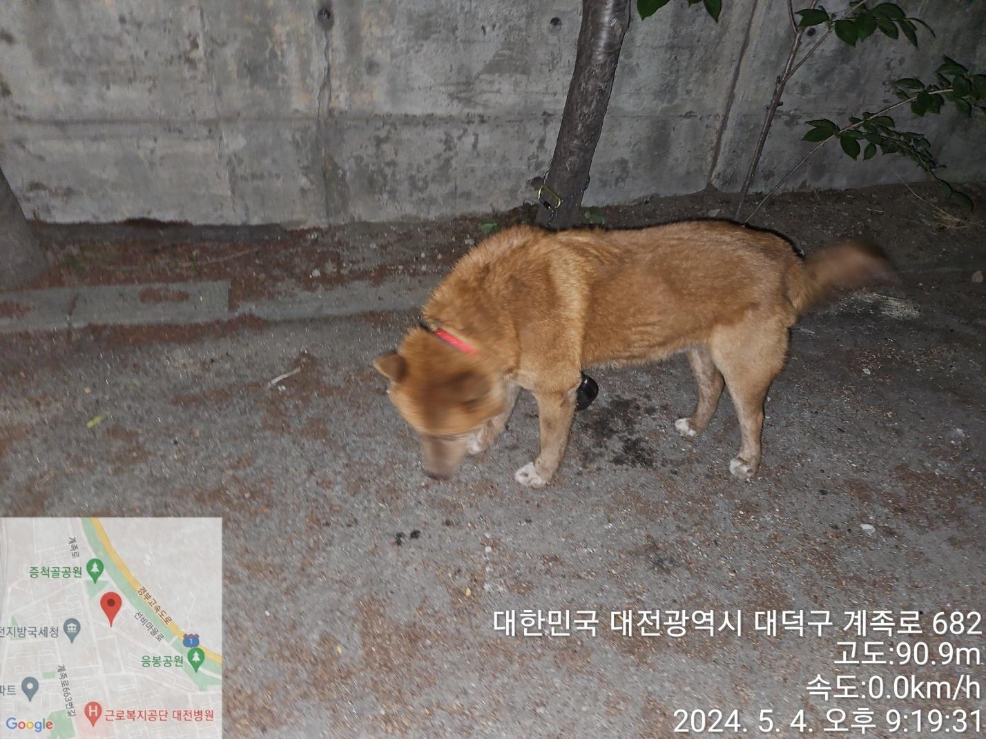 보호중 불개의 가족…