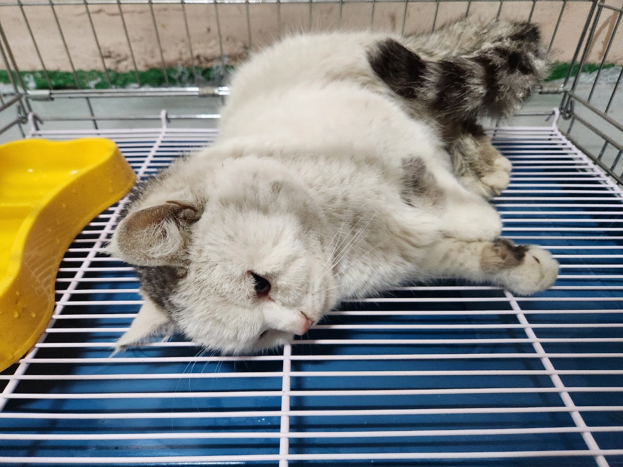 아산동물복지지원센터_444452202401403
