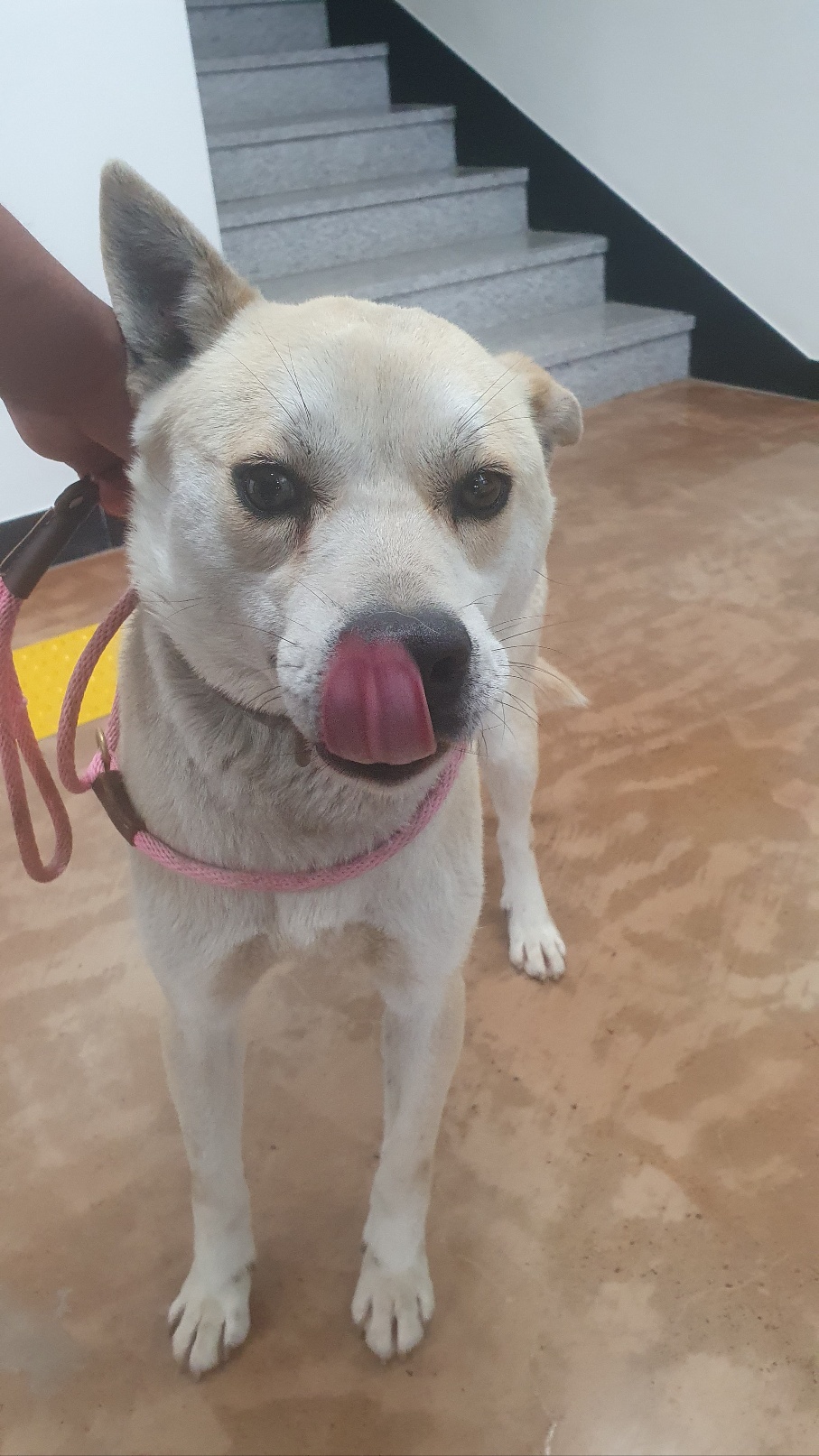 경주동물사랑보호센터_447505202400416