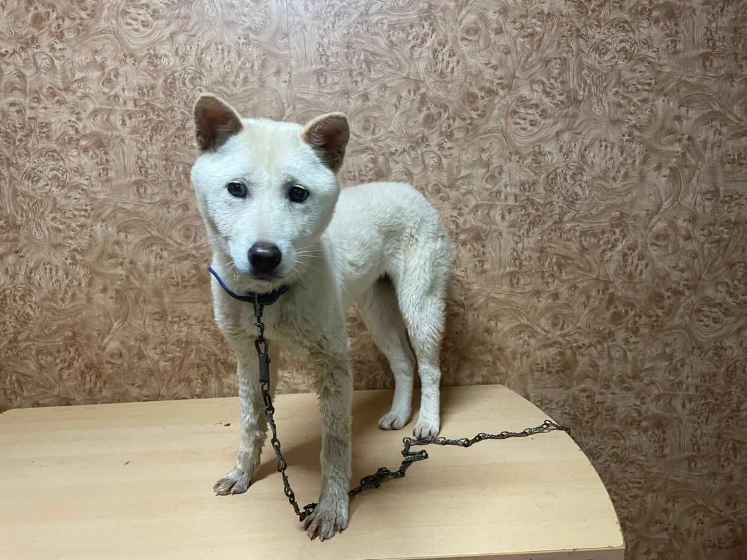 순천시유기동물보호소_446482202400242