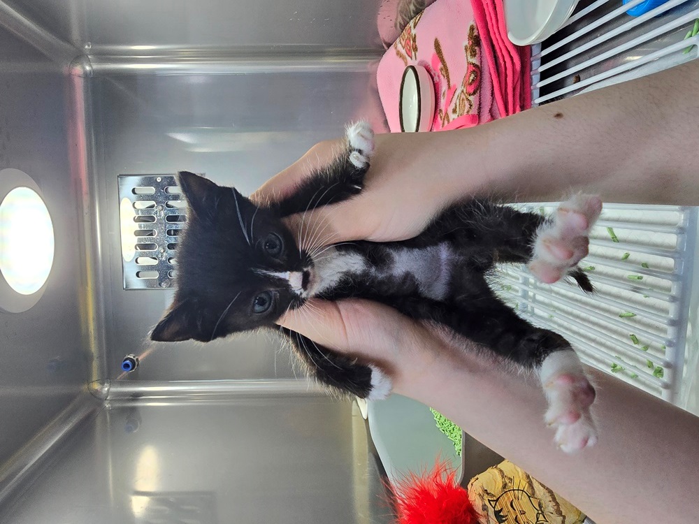 [고양이] 한국 고양이 대구-수성-2024-00228 유기동물 배경 이미지 입니다.