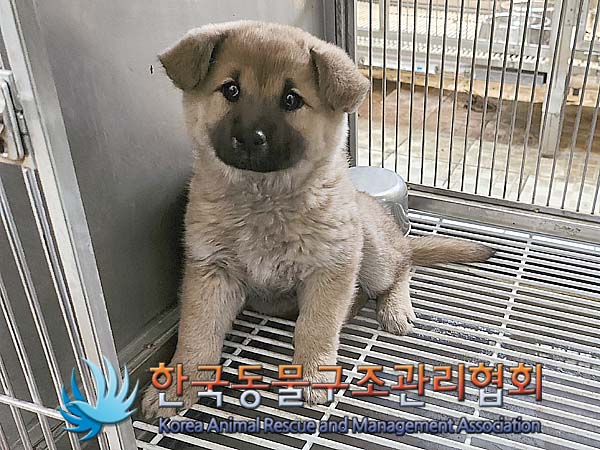 한국동물구조관리협회_441560202400495