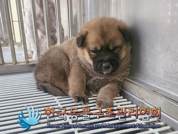종료(안락사) 믹스…