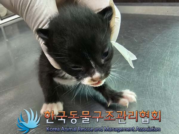 한국동물구조관리협회_441560202400498