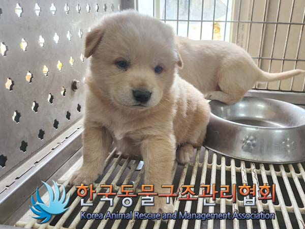 한국동물구조관리협회_441559202400512