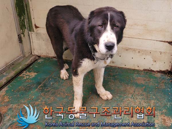 한국동물구조관리협회_441392202400117