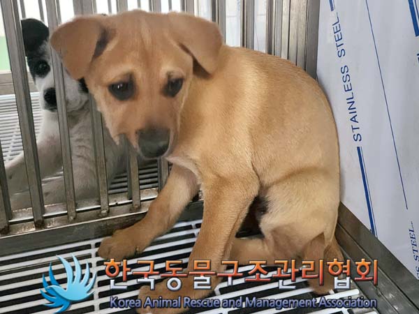 종료(안락사) 믹스…