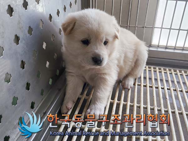 한국동물구조관리협회_441559202400506