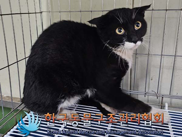 한국동물구조관리협회_441409202400632
