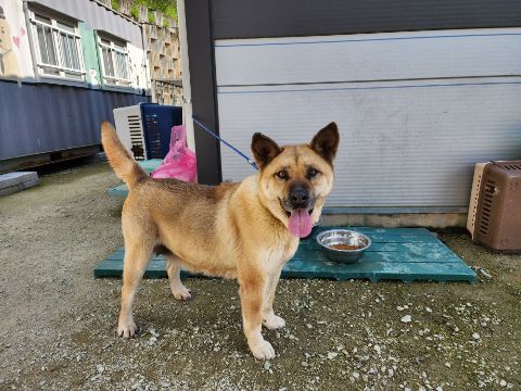 충주시동물보호센터_443439202400322