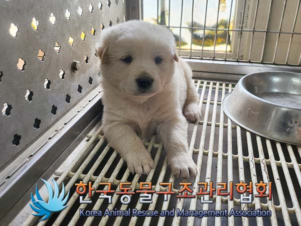한국동물구조관리협회_441559202400513