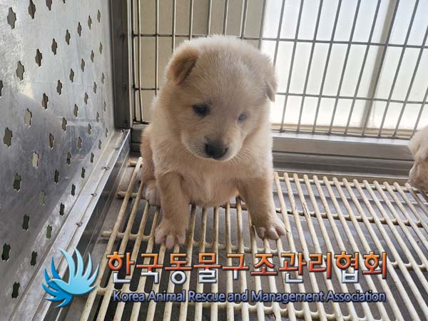 한국동물구조관리협회_441559202400510