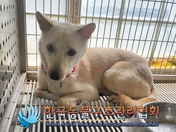 한국동물구조관리협회_441406202400750
