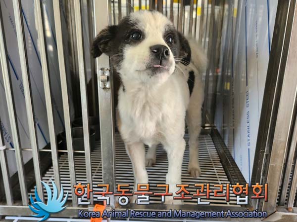 한국동물구조관리협회_441559202400504