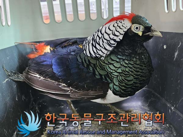 한국동물구조관리협회_411311202400324