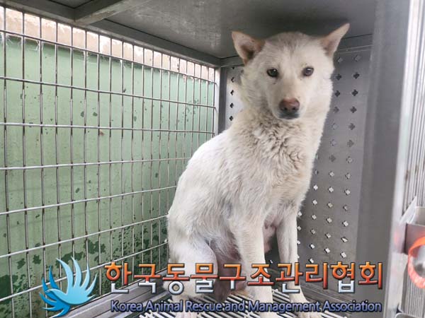 한국동물구조관리협회_441559202400511