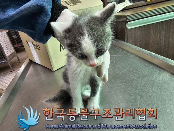 한국동물구조관리협회_411300202400202
