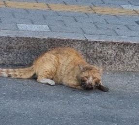 횡성유기동물보호센터_442426202400090