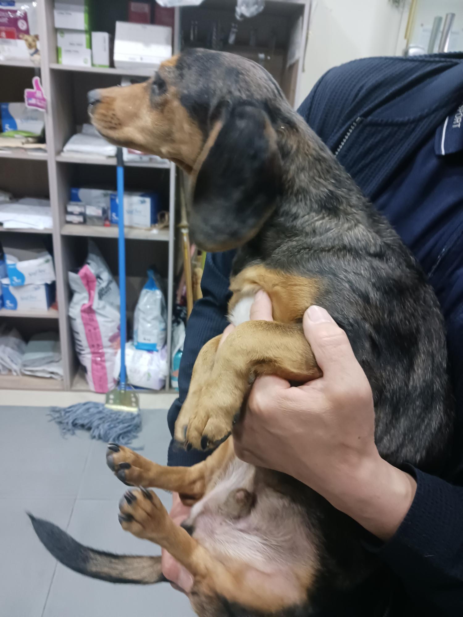 금왕동물병원_443447202400355