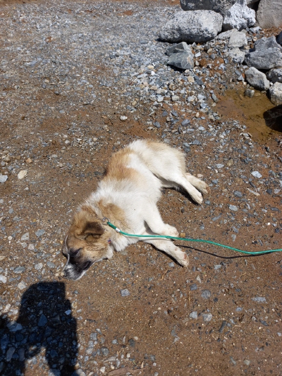 금일동물보호센터_444460202400487