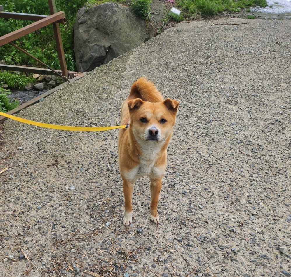울산유기동물보호센터_431371202400168