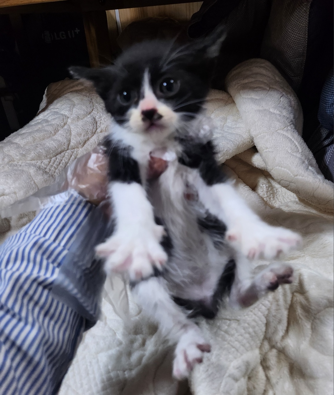 울산유기동물보호센터_431372202400219