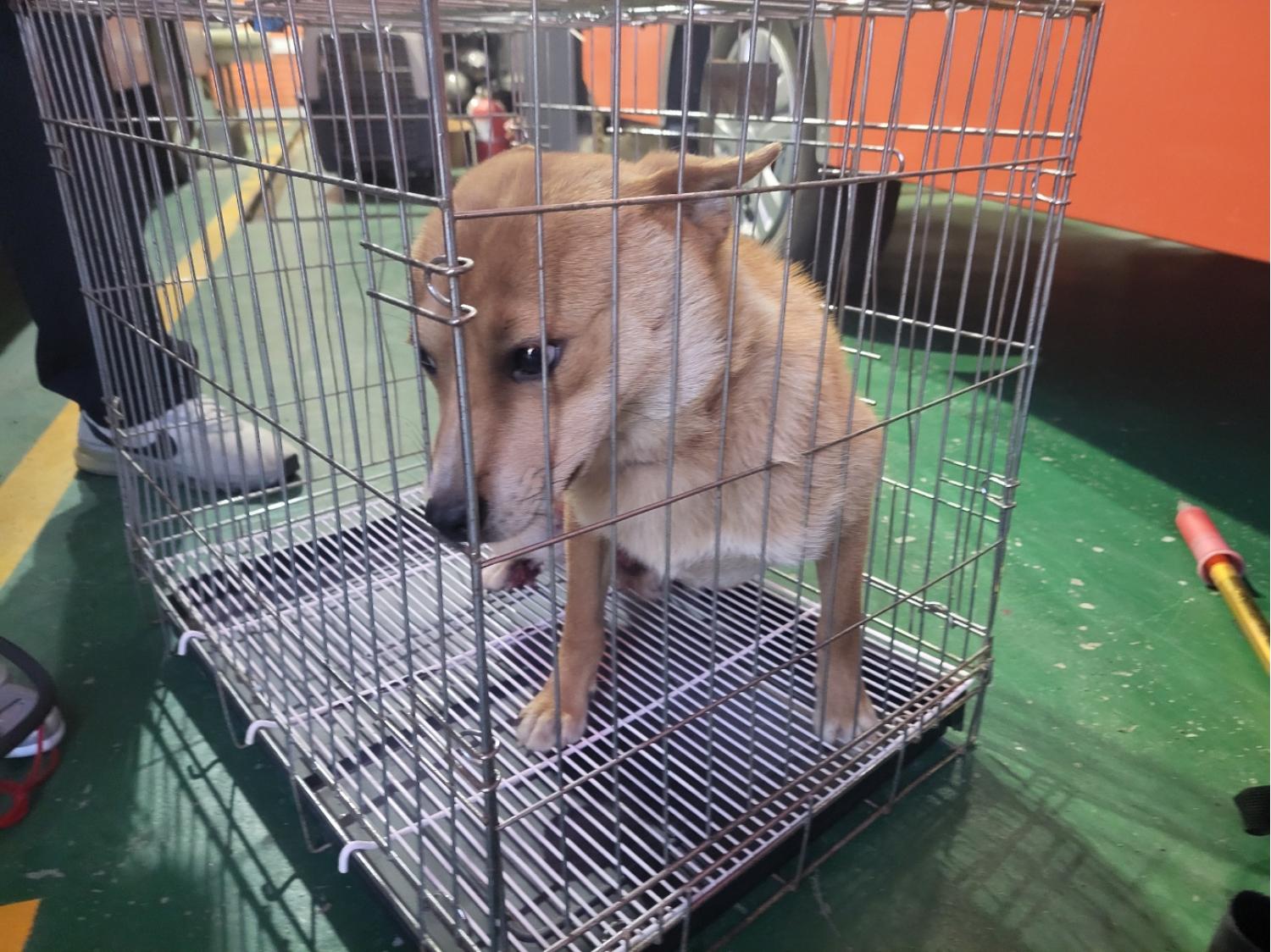 고양시동물보호센터_441394202400918