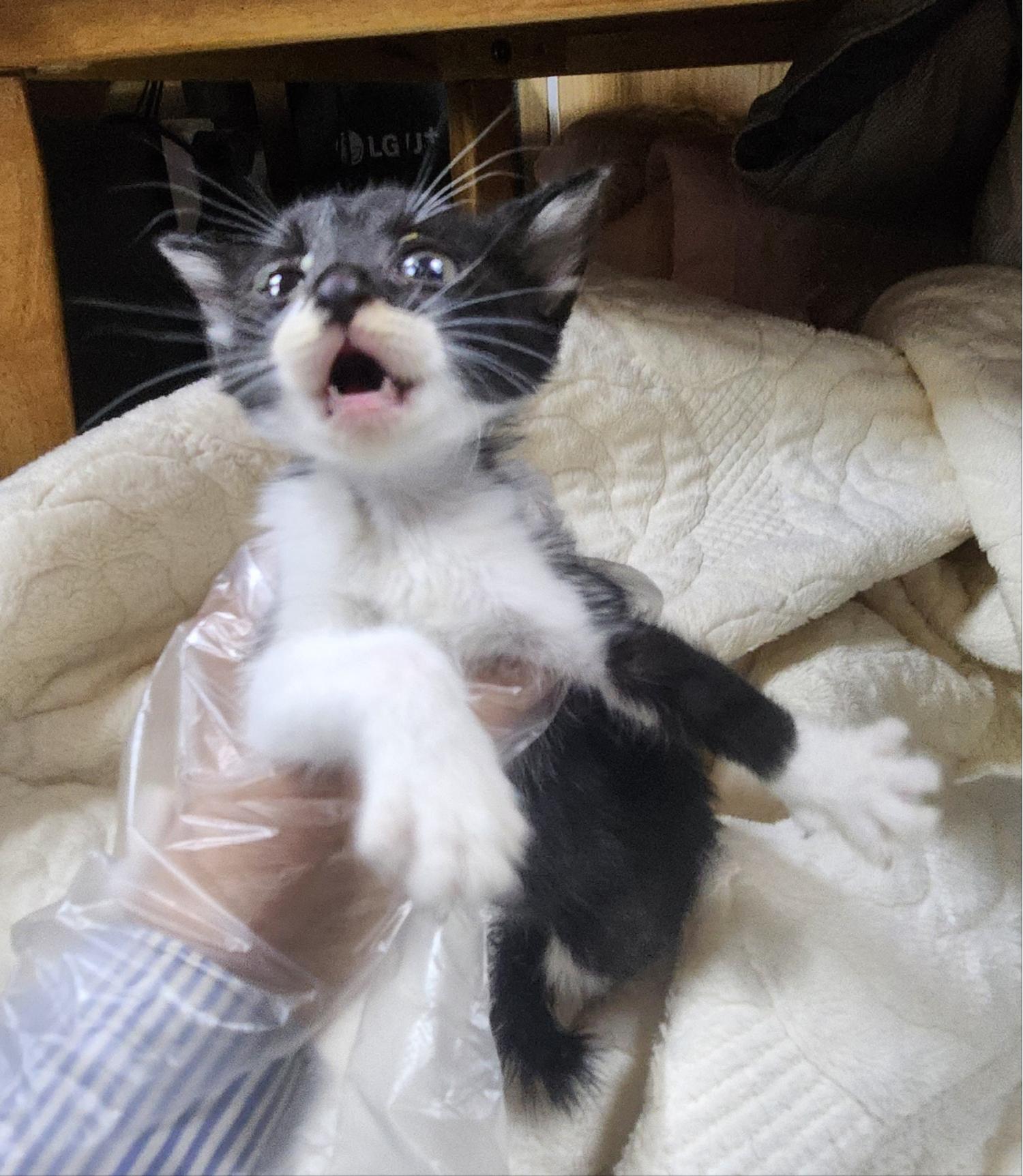 울산유기동물보호센터_431372202400216