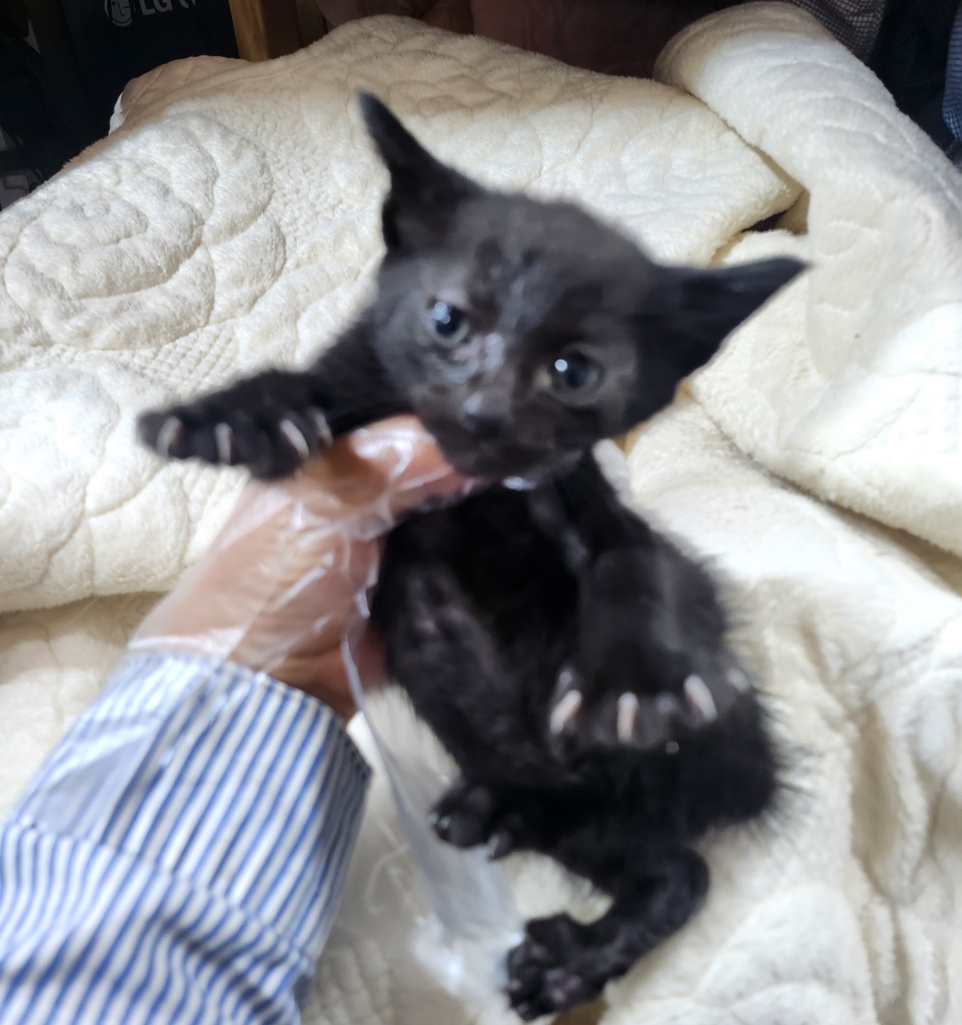 울산유기동물보호센터_431372202400220
