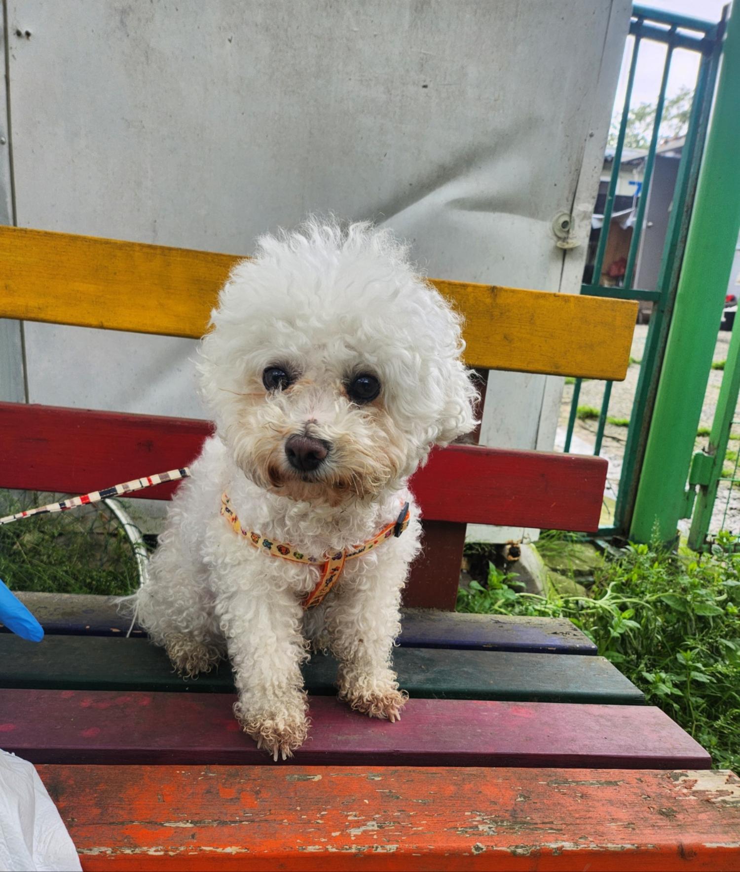 울산유기동물보호센터_431370202400267